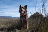Dogs help track South Africa’s endangered tortoises
