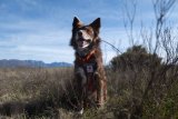 Dogs on the trail of South Africa’s endangered tortoises