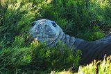 Elephant Seal hauls out along Garden Route – PHOTOS