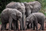 South Africa’s achievement in elephant conservation