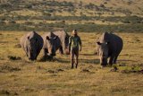 Rhino whisperer: one man’s mission to protect the last giants
