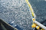 SA secures access to export fish to United States