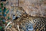 SANParks Free Week nears end after holiday rush