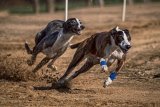 NSPCA alarmed by calls to legalise greyhound racing in South Africa