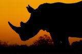 ‘Poacher’ found with rhino horns shot in confrontation with Kruger rangers