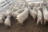 Four arrests and a R5,000 bribe over 51 'stolen' goats