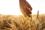 Syria issues tender to buy 200,000 tonnes of wheat, traders say