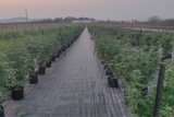 Major dagga farm bust in KwaZulu-Natal, one arrested