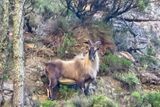 Himalayan tahrs spotted on Table Mountain