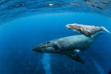 Trapped humpback whale rescued in Cape Recife