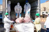Police destroy another huge consignment of drugs in Gauteng