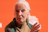 Jane Goodall, wildlife advocate and primate expert, dies at 91