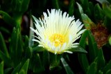 How selfies revealed the global spread of this famous SA coastal plant