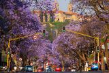 Pretoria turns purple: SEVEN Instagram-worthy streets in Jacaranda City