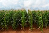 Outlook for global grains and oilseeds production promising