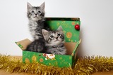 A Purrfect Christmas Gift: The joy of adopting a furry friend