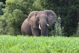 Stunning sighting of last remaining Knysna elephant – PHOTOS