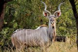 SANParks confirms anthrax cases in Kruger National Park wildlife