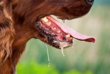 Stats show children most at risk as South Africa marks World Rabies Day