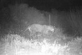 First leopard photographed in West Coast National Park in 170 years