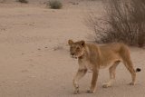 Lioness shot dead after fatal attack on German businessman in Namibia
