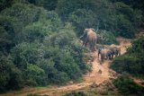 Ill-treated captive elephant settling in at new home in Eastern Cape