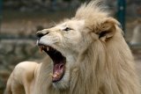 WATCH | Newcastle residents play cautious game of 'spot the lion'
