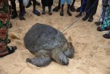 IN PICS | Conservationists fight to save Nigeria's sea turtles from pollution, poachers