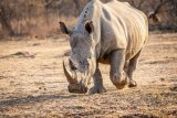 Poachers continue to threaten rhino worldwide — report