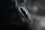 Here’s what to do if bitten by a Black Mamba