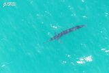 Rare MARLIN spotted in Western Cape waters – PHOTO