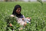 Egypt's military-linked agency to oversee new exchange for commodity imports and exports