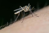 Three malaria cases confirmed in this province