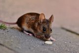 EISH WENA: Mzansi man scared of mouse carrying knife in his house