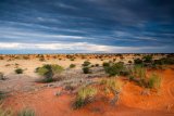 OPINION | Greater awareness and action required to address desertification and restore habitats