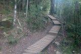 Explore Cape Town’s Forests in Newlands