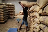 Cold weather and scant rains worry Ivory Coast cocoa farmers