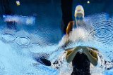 World No 1 Pieter Coetzé cruises into 100m backstroke semifinals