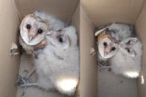 Mpumalanga man arrested for allegedly selling owls