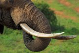 Senior official at southern Cape game reserve trampled to death by elephant