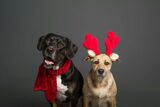Hidden festive season hazards putting your pet at risk