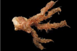 Is a marine worm found off our coast the way forward for cancer treatment?
