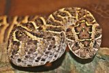 Great news for snake-bite victims in South Africa