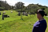 Paintball warriors no match for roaming cattle