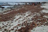Warning NOT to eat shellfish washed up on West Coast