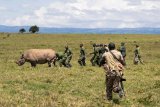 Ever wondered: How to move a rhino?