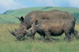 Former SANParks rangers sentenced for rhino poaching