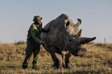 ‘We will save them’: The quest to rescue nearly extinct rhino