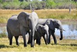 SANParks free week breaks 100 000-visitor milestone