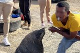 SPCA cracks down on illegal seal feeding at Hout Bay Harbour